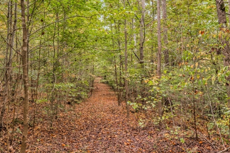 Majestic 29 Acre Property - image 28