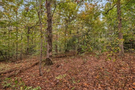 Majestic 29 Acre Property - image 22