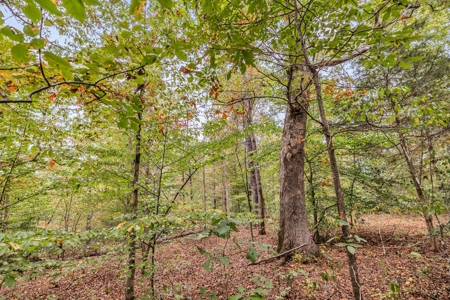 Majestic 29 Acre Property - image 26