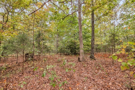 Majestic 29 Acre Property - image 24
