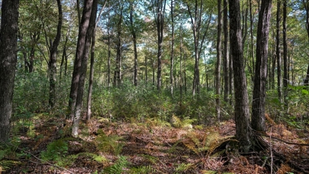 Escape to Your Private Wilderness Retreat in Monroe County - image 31