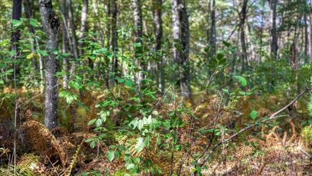 Escape to Your Private Wilderness Retreat in Monroe County - image 15