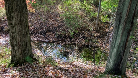 Escape to Your Private Wilderness Retreat in Monroe County - image 21