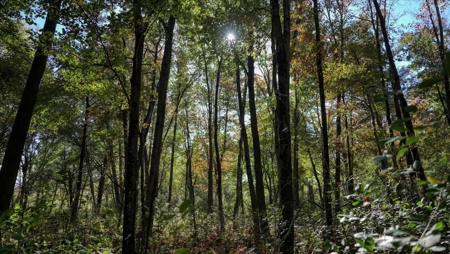 Escape to Your Private Wilderness Retreat in Monroe County - image 27