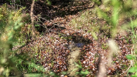 Escape to Your Private Wilderness Retreat in Monroe County - image 22