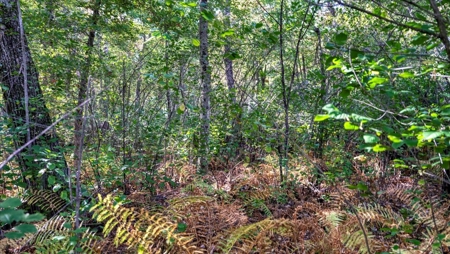 Escape to Your Private Wilderness Retreat in Monroe County - image 10
