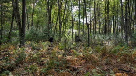 Escape to Your Private Wilderness Retreat in Monroe County - image 19