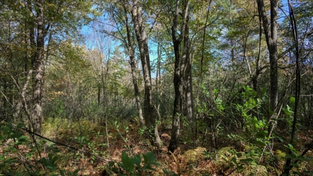 Escape to Your Private Wilderness Retreat in Monroe County - image 11