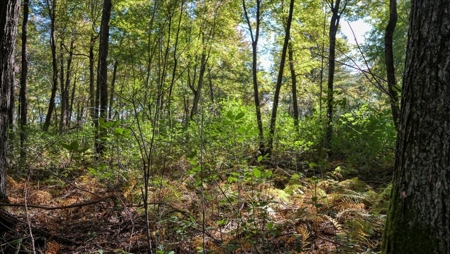 Escape to Your Private Wilderness Retreat in Monroe County - image 8