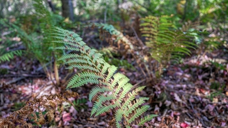 Escape to Your Private Wilderness Retreat in Monroe County - image 23
