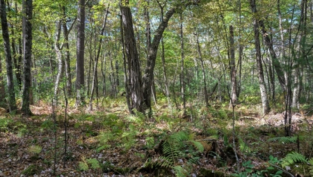Escape to Your Private Wilderness Retreat in Monroe County - image 12