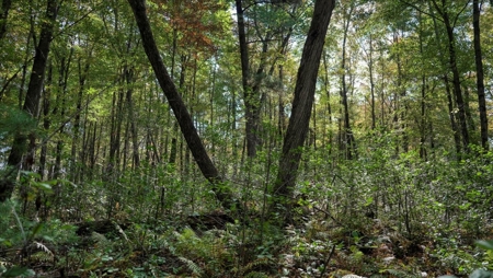 Escape to Your Private Wilderness Retreat in Monroe County - image 20