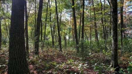 Escape to Your Private Wilderness Retreat in Monroe County - image 26