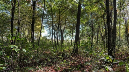 Escape to Your Private Wilderness Retreat in Monroe County - image 28