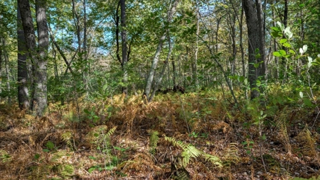 Escape to Your Private Wilderness Retreat in Monroe County - image 13