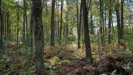 Escape to Your Private Wilderness Retreat in Monroe County - image 16