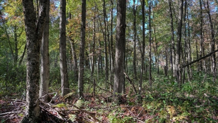 Escape to Your Private Wilderness Retreat in Monroe County - image 24