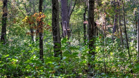 Escape to Your Private Wilderness Retreat in Monroe County - image 29
