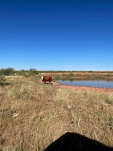 Ranch for Sale in Quay County, NM - image 3