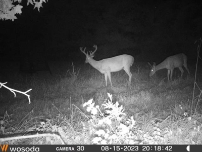 185+- Acres for Sale Claiborne County, MS - image 37