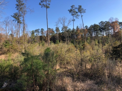 Rural Country Homesite Parcel for Sale in Calhoun County, AR - image 4