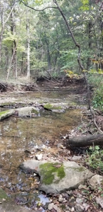 Land w/ Well, Septic, Electric, Propane, & sheds for sale - image 16