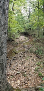 Land w/ Well, Septic, Electric, Propane, & sheds for sale - image 7
