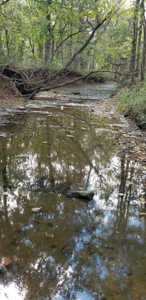 Land w/ Well, Septic, Electric, Propane, & sheds for sale - image 6