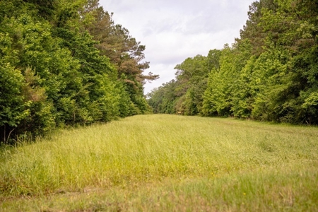 268+- Acres for Sale Claiborne County, MS - image 26