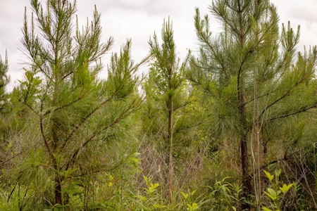 268+- Acres for Sale Claiborne County, MS - image 8