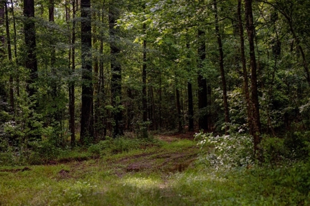268+- Acres for Sale Claiborne County, MS - image 23