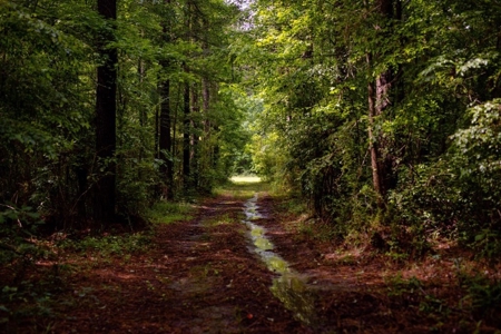 268+- Acres for Sale Claiborne County, MS - image 24