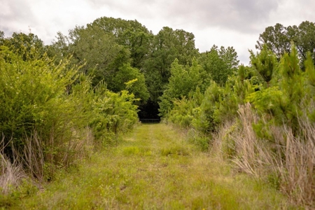 268+- Acres for Sale Claiborne County, MS - image 10