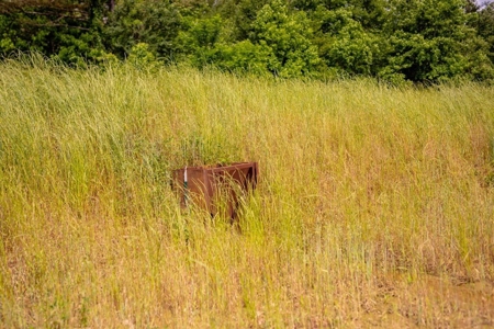 268+- Acres for Sale Claiborne County, MS - image 29