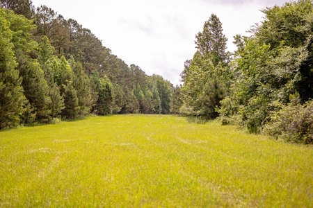 268+- Acres for Sale Claiborne County, MS - image 27