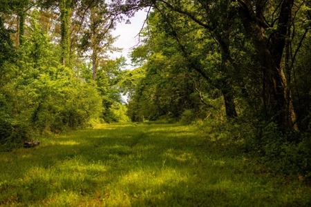 268+- Acres for Sale Claiborne County, MS - image 31
