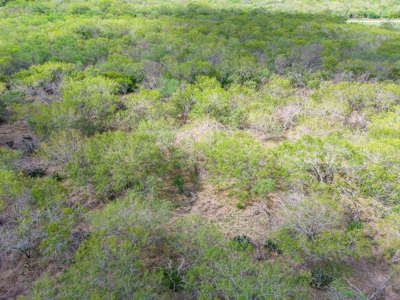 20.96 Acres of Solid Brush in Bee County, TX - image 11