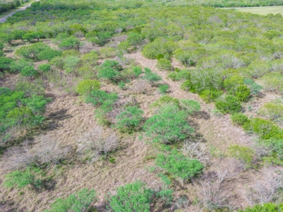 20.96 Acres of Solid Brush in Bee County, TX - image 10