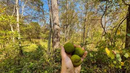 Scioto County Ohio Land for Sale - image 29