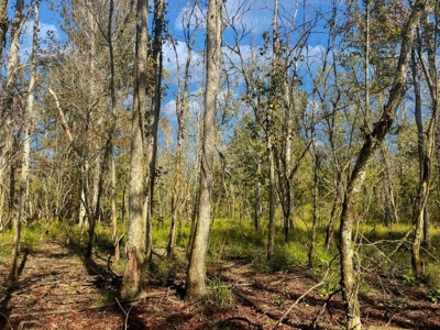 Scioto County Ohio Land for Sale - image 41