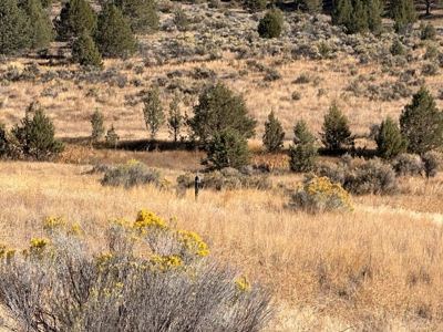 4.72 acres in Modoc Recreational Estates. Beautiful Land! - image 5