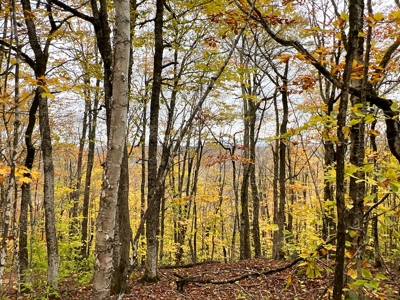 Lot 4 Oakfield Hills - image 12