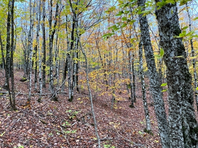 Lot 4 Oakfield Hills - image 11