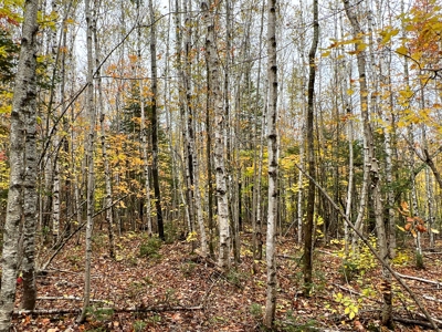 Lot 4 Oakfield Hills - image 7