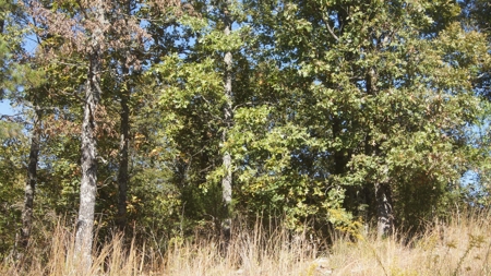 Ozarks Wooded Hunting Acreage - image 2