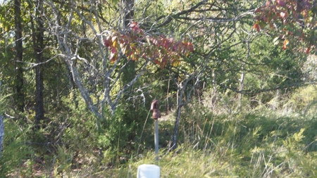 Ozarks Wooded Hunting Acreage - image 4