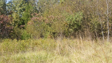 Ozarks Wooded Hunting Acreage - image 1