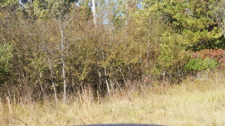 Ozarks Wooded Hunting Acreage - image 5