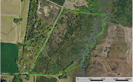 105.7 Creek Front Acres in Marlboro County South Carolina - image 4