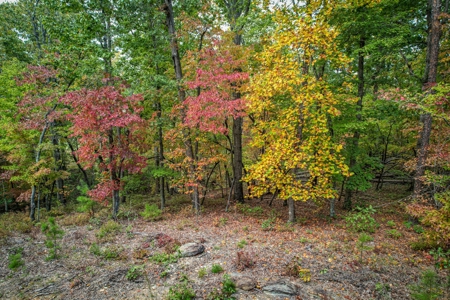Private Acreage For Sale Near Albemarle in Stanly County NC - image 6